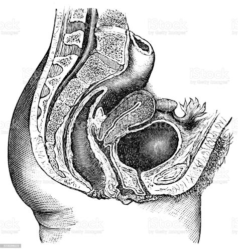 Gastrointestinal tract major organs carlson stock art. Section Of Female Pelvic Organs Stock Photo - Download ...