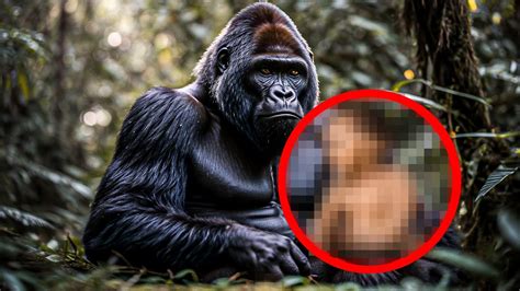 Gorilla Gives Birth To Rare Baby Minutes Later The Doctor Did A