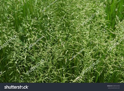 Meadow Grass Tall Fescue Festuca Partensis Stock Photo 648542455