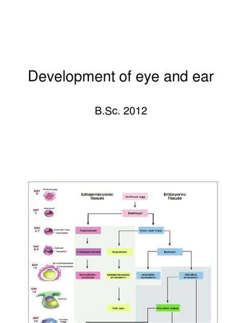 Development Of Eye And Ear Pdf Ear Zoology