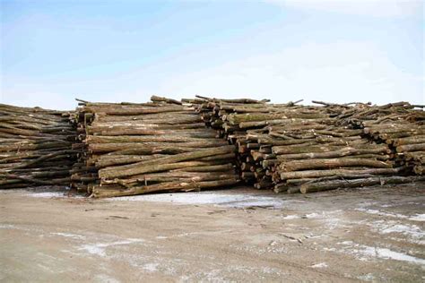 Acacia Logs For Sale