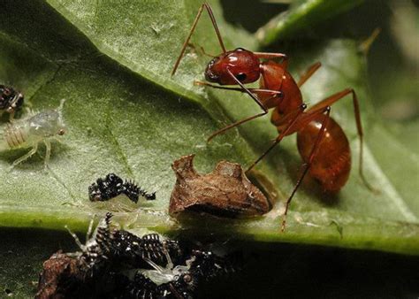 What Do Ants Eat Ants Diet