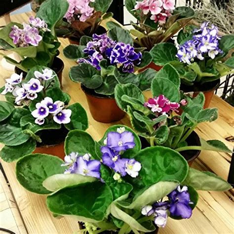 Top 7 African Violet Plants For Sale Flower Plants And Seeds Reponim
