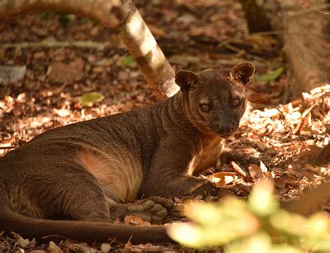 Wildlife Tours In Madagascar A Guide To Some Of The Worlds Rarest