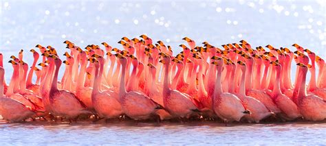 Flamingo Flock Flamingo Photo Bird Images Animal Migration