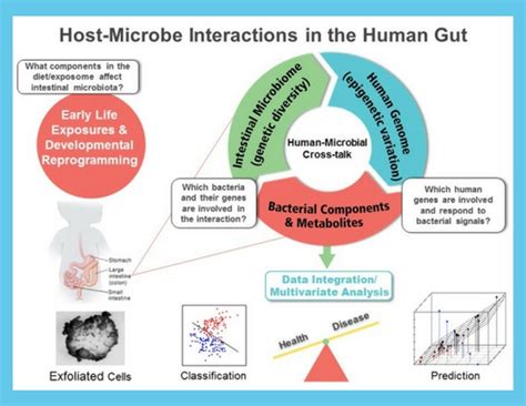 Host Microbe Interactions In The Human Gut Chapkin Lab