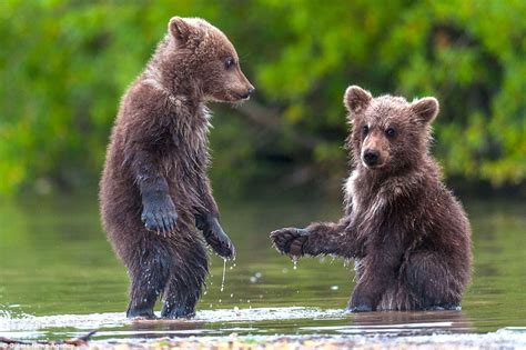 Bear Cubs Look Like Theyre Shaking On A Deal As They Play In The Water