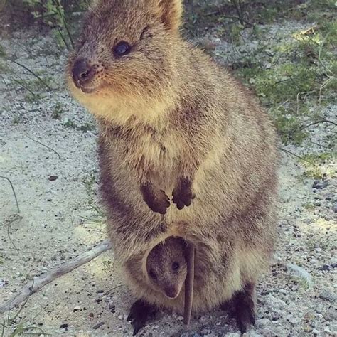 Quokka And Baby Quokka In Pouch Quokkas Only Live On One