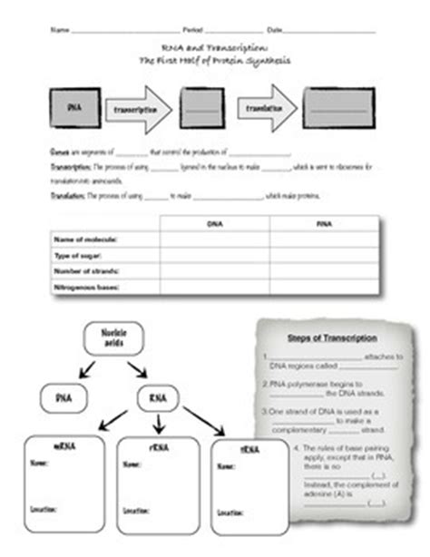 Transcription and translation practice worksheet example: RNA and Transcription: Worksheet or Guided Notes by D Meister | TpT