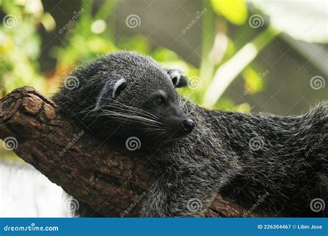Asian Palm Civet Also Called Common Palm Civet Toddy Cat And Musang