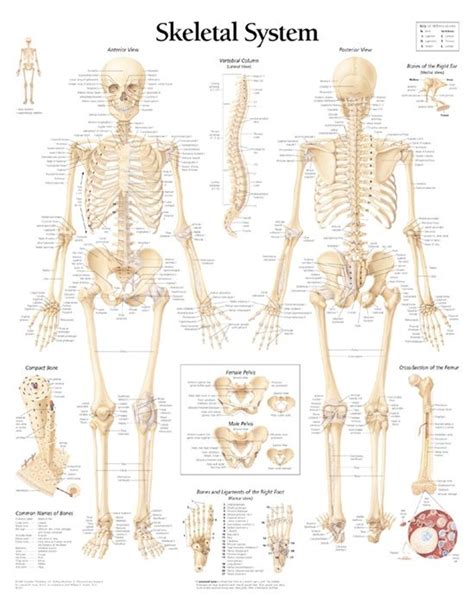 It is composed of many different types of cells that together create tissues and subsequently organ systems. Labeled Human Skeletal System Anatomical Chart | Human ...