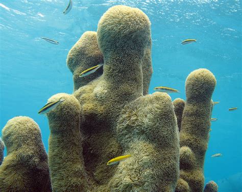 Pillar Coral Culebra Island Puerto Rico Walrus Pillars Puerto Rico