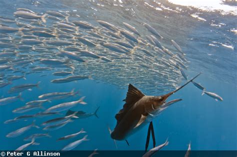 Behind The Shot Stunning Sailfish