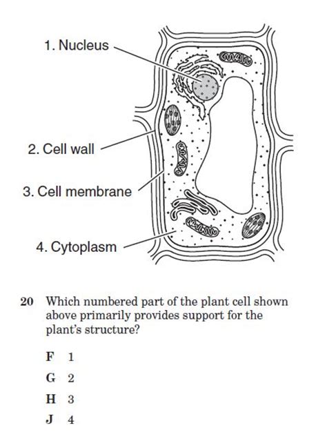 Root a root is a plant structure that obtains food and water from the soil. 6 test on cell structure and function : Biological Science ...