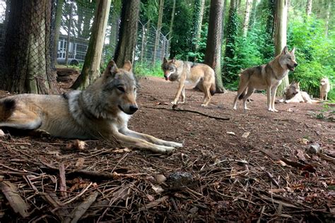 Wolf Feeding Encounter Devon Wildwood Group