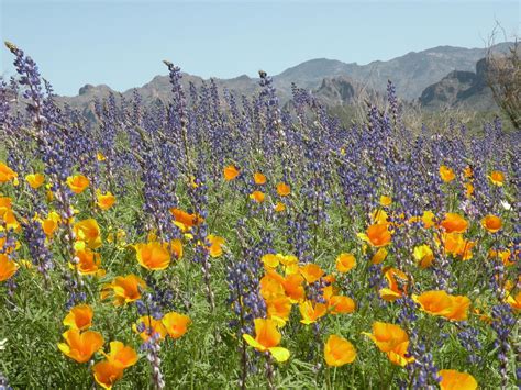 Best Places To See Arizonas Wildflowers