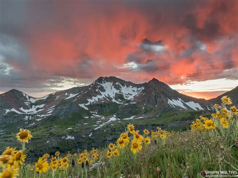 Red Wildflower Sunset Crested Butte Colorado
