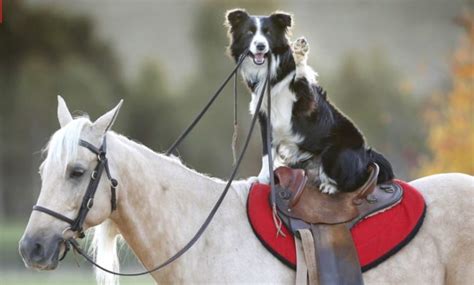 Ever See A Border Collie Ride A Horse Border Collie Fan