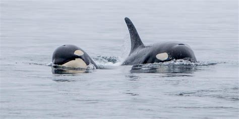 Action For Killer Whales Cannot Be Delayed Raincoast