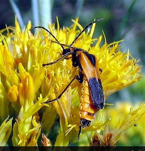 Colorado Soldier Beetle Insects Beetle Birds