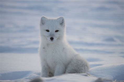 Species Profile Arctic Fox Iceland Expedition
