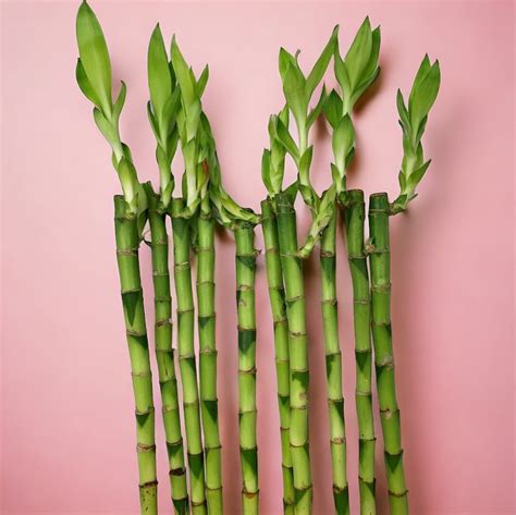 Lucky Bamboo 3 Straight Stems 30cm Tall Plants By Post