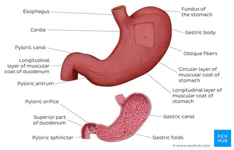 Stomach Histology Mucosa Glands And Layers Kenhub