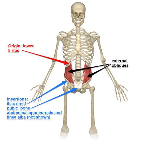The Internal And External Oblique Muscles Its Attachments And Actions