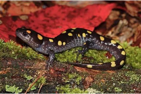13 Fun Facts About Spotted Salamanders The Critter Hideout
