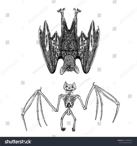 Bat Bat Skeleton Set Drawing Gothic Stock Vector Royalty Free 1328398016