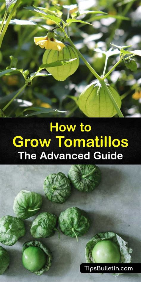 How To Grow Tomatillos The Advanced Guide Growing Tomatillos