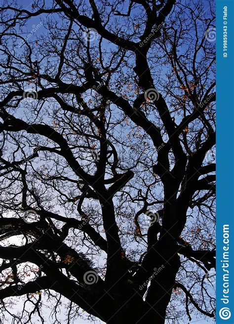Large Oak Tree In Winter Backlighting Stock Image Image Of Season