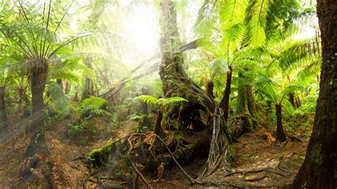 Rainforest Path Ultra Hd Wallpapers Wallpaper Cave