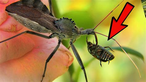 14 Scariest Insects Youtube