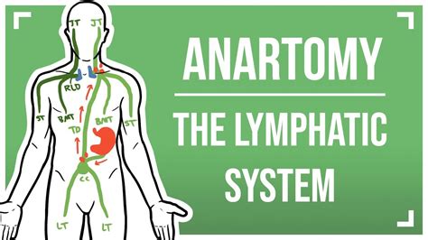 Drawing The Lymphatic System Plus Free Lymphatic Revision Cards