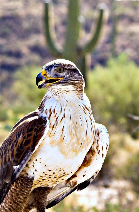 Hawk And Saguaro By John Guzowski 500px Desert Animals Sonoran