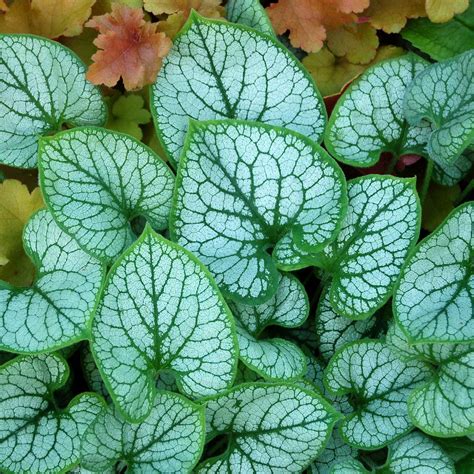 Brunnera ‘jack Frost Terra Nova Nurseries Inc