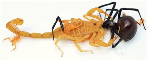 Scorpions And Black Widows Arizonas Dynamic Duo — Responsible Pest