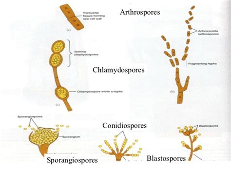 Reproduction In Fungi Asexual And Sexual Methods Online Biology Notes