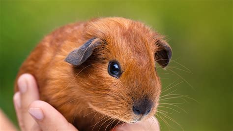 Guinea pigs may be seen as pets in the uk, but in peru they are an increasingly popular delicacy. State Police Investigate Report of Animal Cruelty at Sugar ...