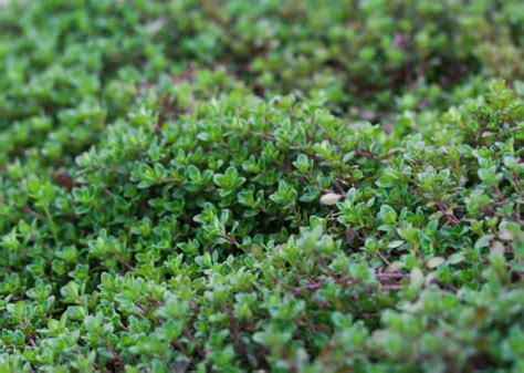 14 Hardy Ground Cover Plants For The Beach And Coastal Gardens