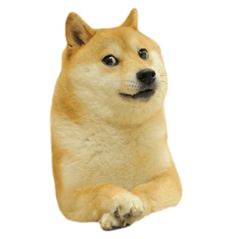 The meme typically consists of a picture of a shiba inu dog accompanied by multicolored text in comic sans font in the foreground. Doge Facing Right transparent PNG - StickPNG