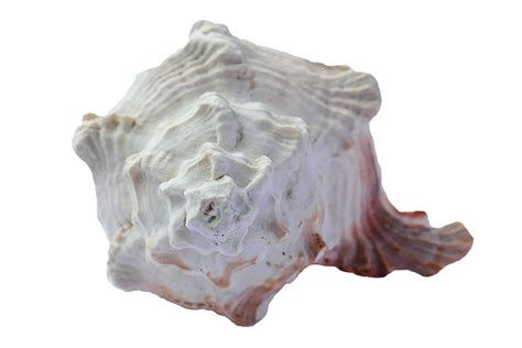 Sea Shells Ocean Free Photo On Pixabay