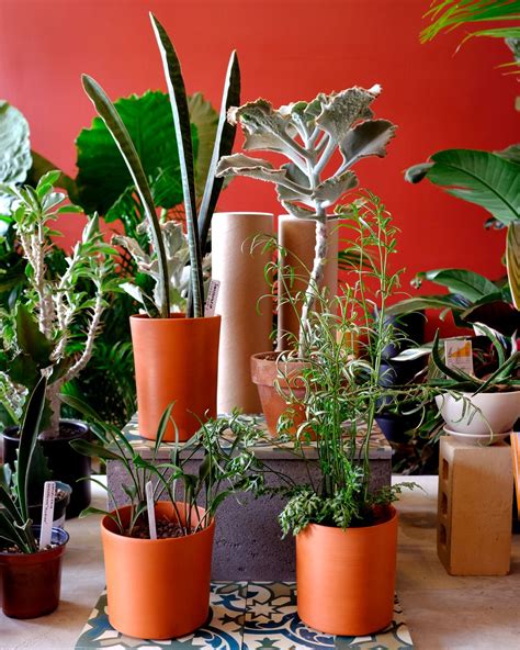 Red Walls And Terra Cotta At Tula House In Brooklyn Plant Design
