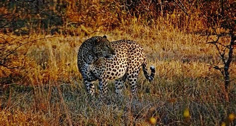 Hunting Leopards In Africa With Mkulu African Hunting Safaris South Africa