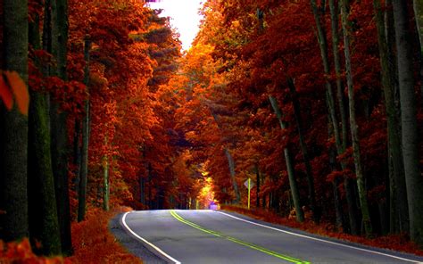 Avenue In Autumn Wallpapers Wallpaper Cave