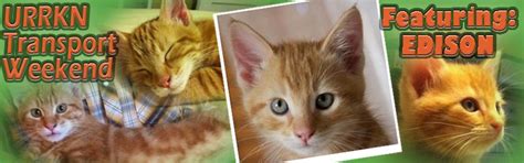 Underground Railroad Rescued Kitty Network Saving The World One Sweet