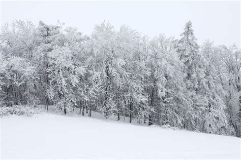 Snow Covered Forest Free Stock Photo Public Domain Pictures