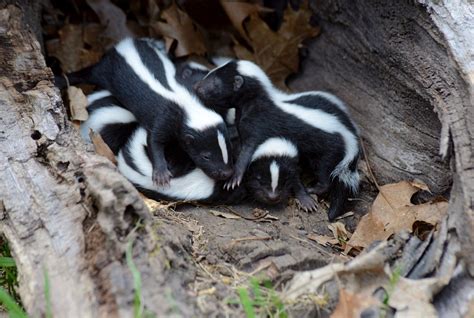 What Makes Skunks Spray Smell So Terrible Smithsonian