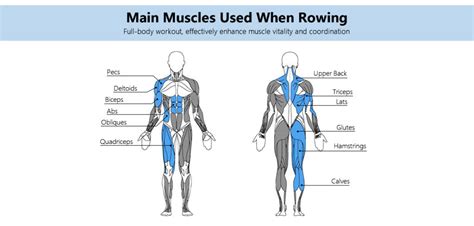 16 Benefits Of Rowing Machine And How To Reap Results Faster Topiom